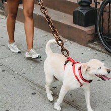 Chain dog leash